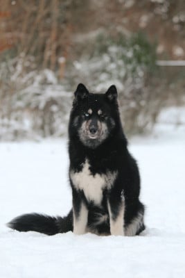 Étalon Siberian Husky - berry mix Yupi blueberry