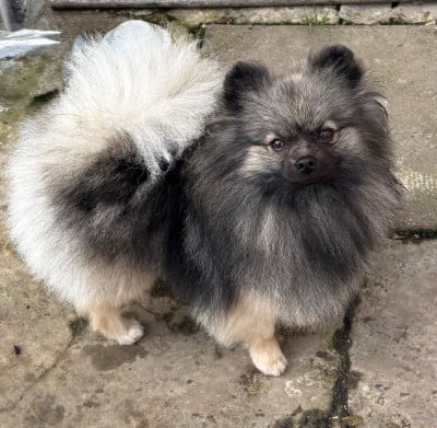 Vox populi de Saint Montange