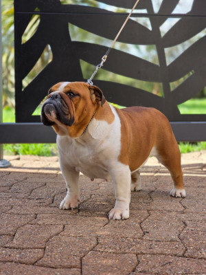 Étalon Bulldog Anglais - CH. Udayann Des éclats De Cassiopée