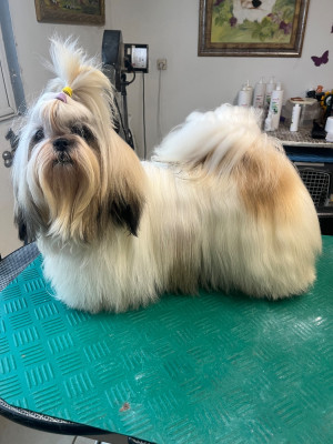 Étalon Shih Tzu - Aloès De Pepsie Pep's