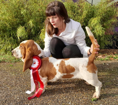 Étalon Basset Hound - T'blanche Des Terres Fleuries