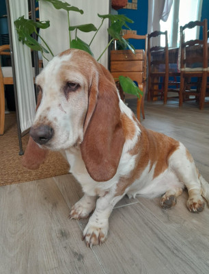 Étalon Basset Hound - Naïs De La Rose Anglaise