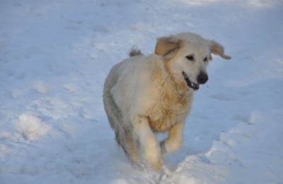 Étalon Golden Retriever - Swing Des Collines De Vaumagnaude