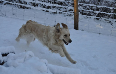 Étalon Golden Retriever - Tess Des Collines De Vaumagnaude