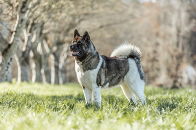 Étalon Akita americain - Victory hard ball de Daybreak Northern