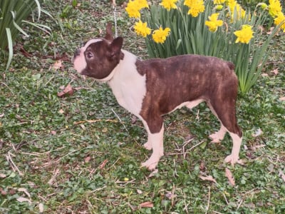 Étalon Boston Terrier - United states of amÉrica Du grand fresnoy