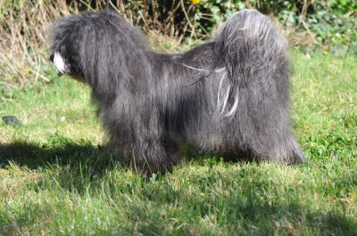 Étalon Terrier Tibetain - Vizir tibet lamleh de Ling Dechen