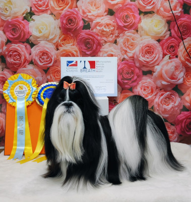 Étalon Shih Tzu - CH. Vogue's new égérie De l'encre de chine