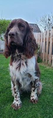 Étalon English Springer Spaniel - TR. CH. Ul'tra speed Des Contrees Du Mont Salin
