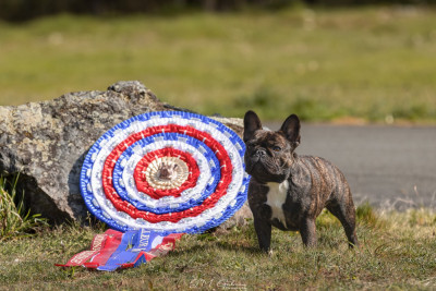 Étalon Bouledogue français - CH. Vilain revenge De L'Idylle Sacrée