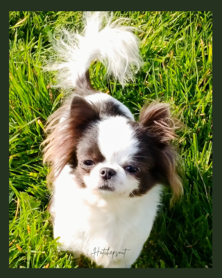 Étalon Chihuahua - V 'hatchepsout p 'tits koeurs de kalou