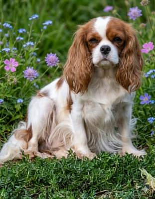 Étalon Cavalier King Charles Spaniel - Ultra chic Du puits des sortileges