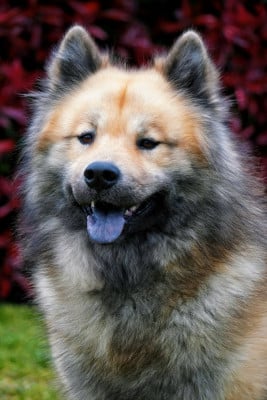 image de Sensationnel selwyn