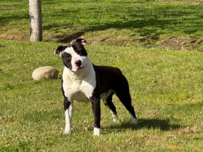 Étalon American Staffordshire Terrier - Vito corleone of Woodcastle's Dogs