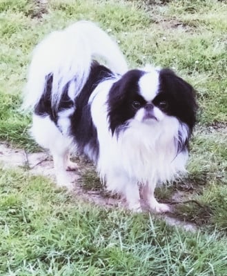 Takiyo Des Joyaux Du Tchin