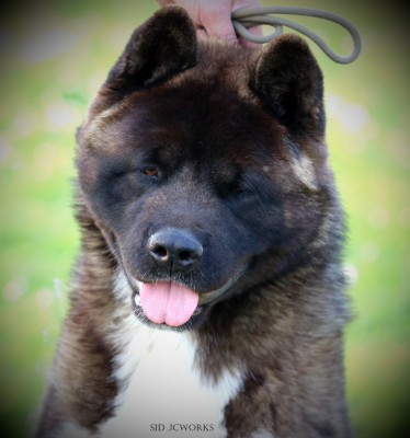 Étalon Akita americain - Alcatraz I Believe Aken Flam