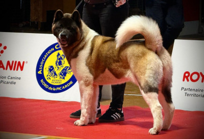 Étalon Akita americain - Alphatauri I Believe Aken Flam