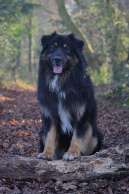 Étalon Berger Australien - Viking Du Domaine De La Canurie