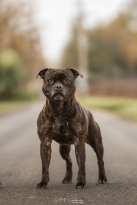 Étalon Staffordshire Bull Terrier - CH. Ew. jch. real boombastic mr lover Of Stafford Edition