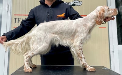 Étalon Setter Anglais - Alba des Cabanes Tchanquées