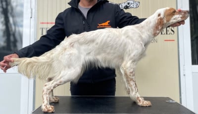 Étalon Setter Anglais - Andalucia des Cabanes Tchanquées