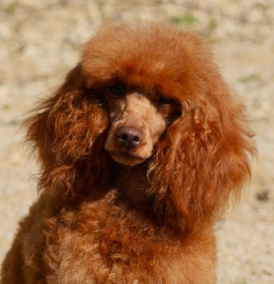 Étalon Caniche - Unea Fabien de jye