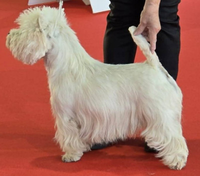 Étalon West Highland White Terrier - CH. Warrior preeminent white dog