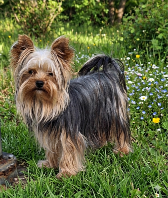 Étalon Yorkshire Terrier - Vitamine c Du puits des sortileges
