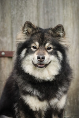 Étalon Chien finnois de Laponie - Vought Queen Maeve Legend Of Raven