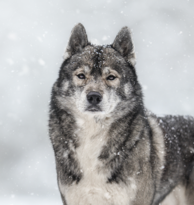 Étalon Siberian Husky - Togo Of The Nordic Empire