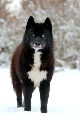 Étalon Siberian Husky - Xceptional black wolf Of The Nordic Empire
