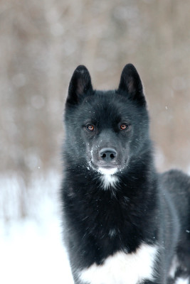 Étalon Siberian Husky - Velour d'amour de la valse enneigée
