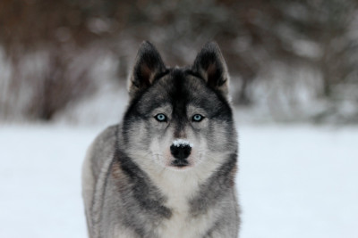 Étalon Siberian Husky - Cherry on the pie togo's life