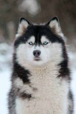Étalon Siberian Husky - severnaya luna Jane