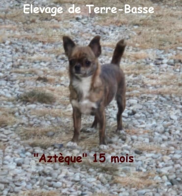 Étalon Chihuahua - Azteque de terre basse