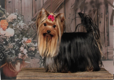 Étalon Yorkshire Terrier - Victoire des Bruyères de Line