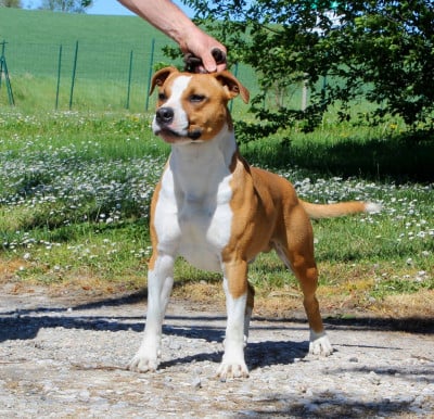 Étalon American Staffordshire Terrier - Terrier's Paradise Vin diesel