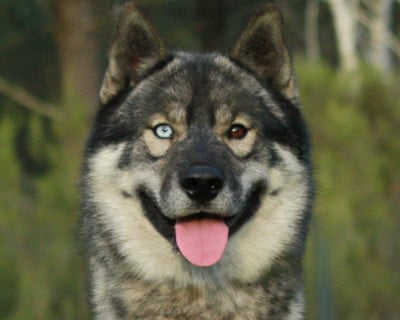 Étalon Siberian Husky - Alcateia Das Neves Uruk