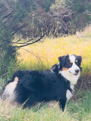 Étalon Berger Américain Miniature - Vvalker texas ranger des Romarins de Mayerling