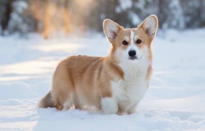 Étalon Welsh Corgi Pembroke - Elton my true companion}