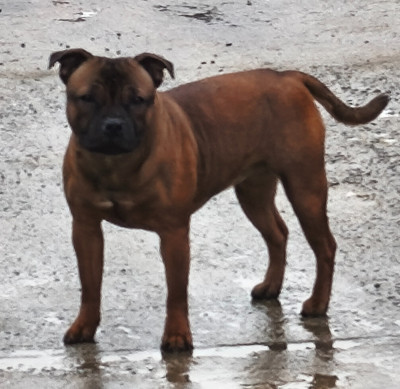 Étalon Staffordshire Bull Terrier - A perdre la raison aka bella De L'Empreinte De Minnie