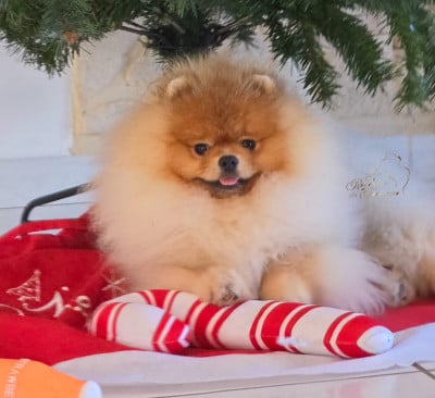 Étalon Spitz allemand - Aime-moi doudou Des Câlins Dorés