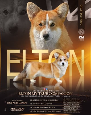 Étalon Welsh Corgi Pembroke - Elton my true companion}