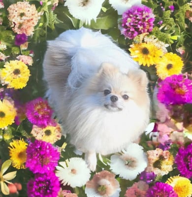 Étalon Spitz allemand - veles starlight Shic of life