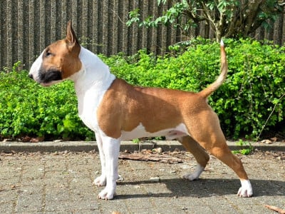 Étalon Bull Terrier - CH. Xtrem caraxes flame of The Mirror Of Freedom