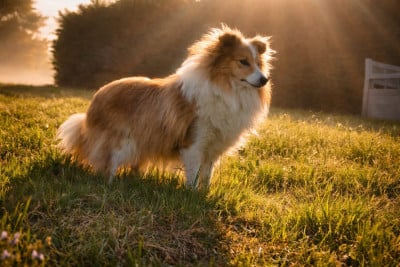 Étalon Shetland Sheepdog - Amazing you gave me the moon de La Lune De Feu