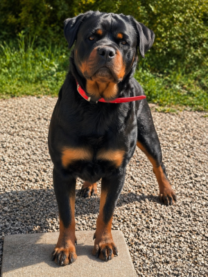 Étalon Rottweiler - U'kraken Des Blacks Pearls Addiction