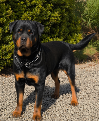 Étalon Rottweiler - U'aria Des Blacks Pearls Addiction