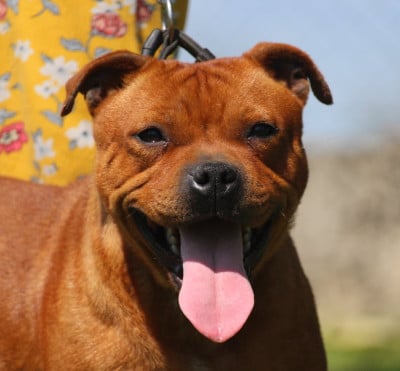 Étalon Staffordshire Bull Terrier - Vaiarii Du Domaine Des Audacieux
