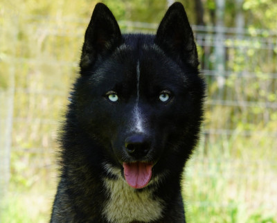 Étalon Siberian Husky - Alcateia Das Neves Astra
